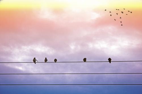 Vogels op elektriciteitsdraad tegen achtergrond van kleurrijke wolken